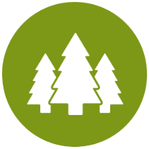 Semena konoplje Auto Mazar