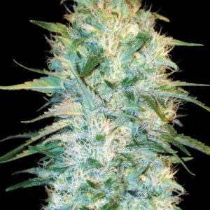 Auto Amnesia Platinum