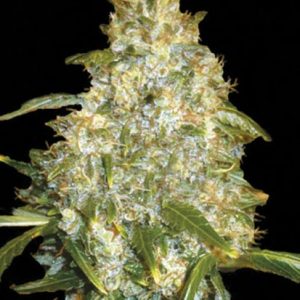 Auto Good Wild Shark