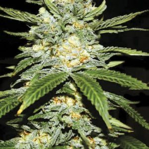 Auto Perfect Power Plant