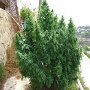 Super Skunk Automatic