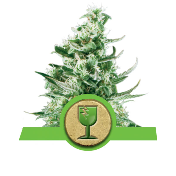 Royal Critical Automatic