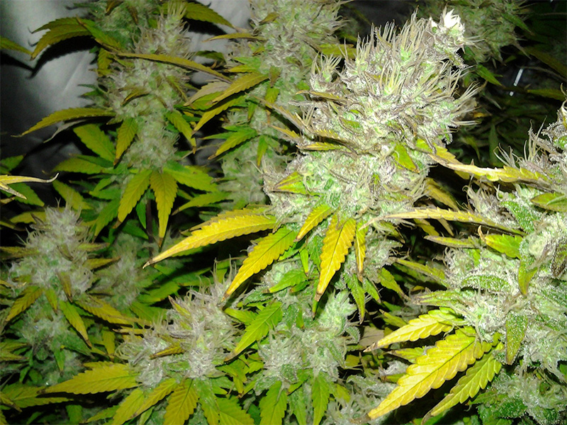 Royal Creamatic - Autoflowering