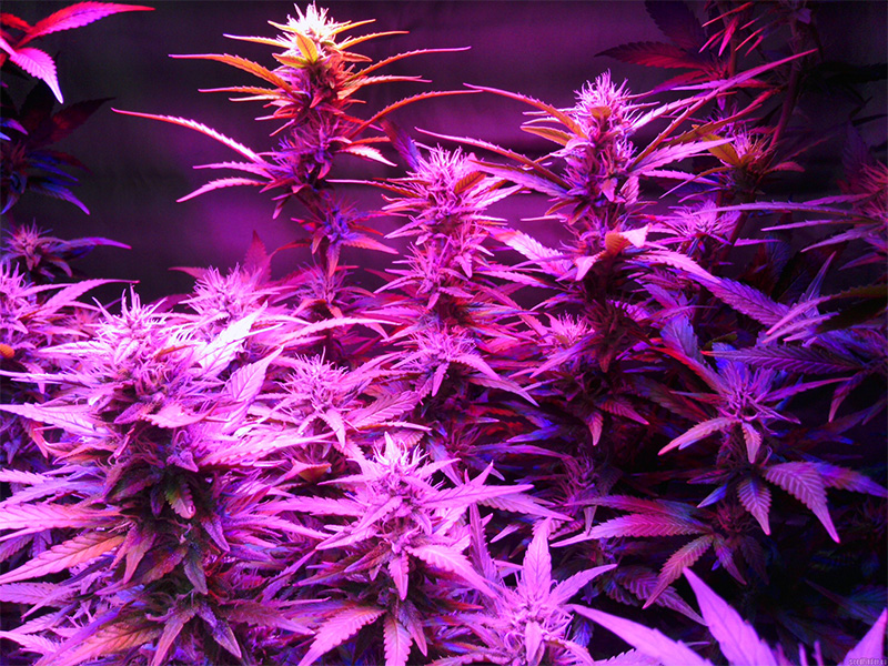 Royal Creamatic - Autoflowering