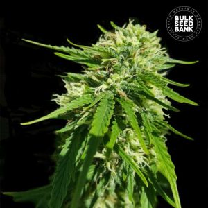 CBD-Good_Wild_Shark