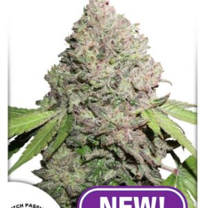 CBD Auto Charlotte's Angel