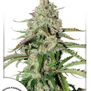 Auto Colorado Cookies