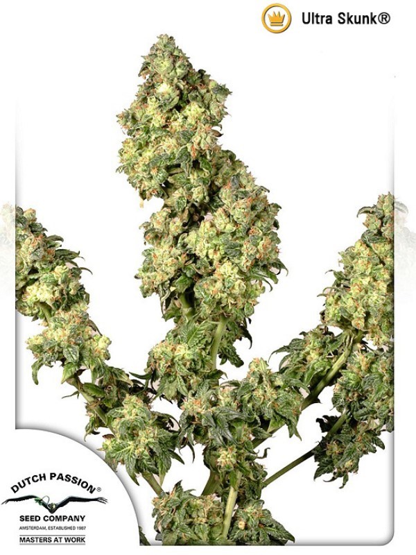 Ultra Skunk