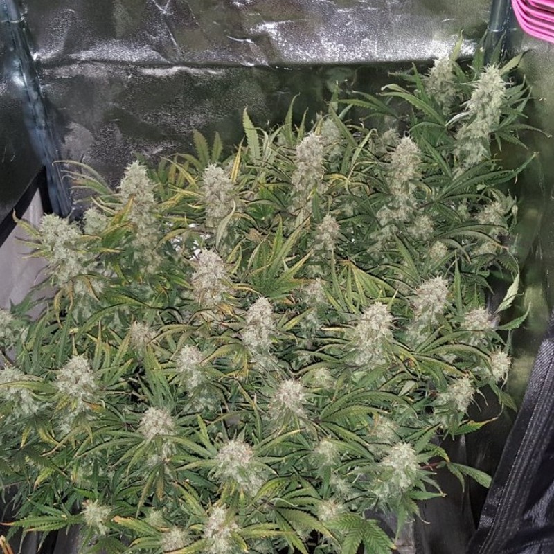 Grapefruit - Autoflowering