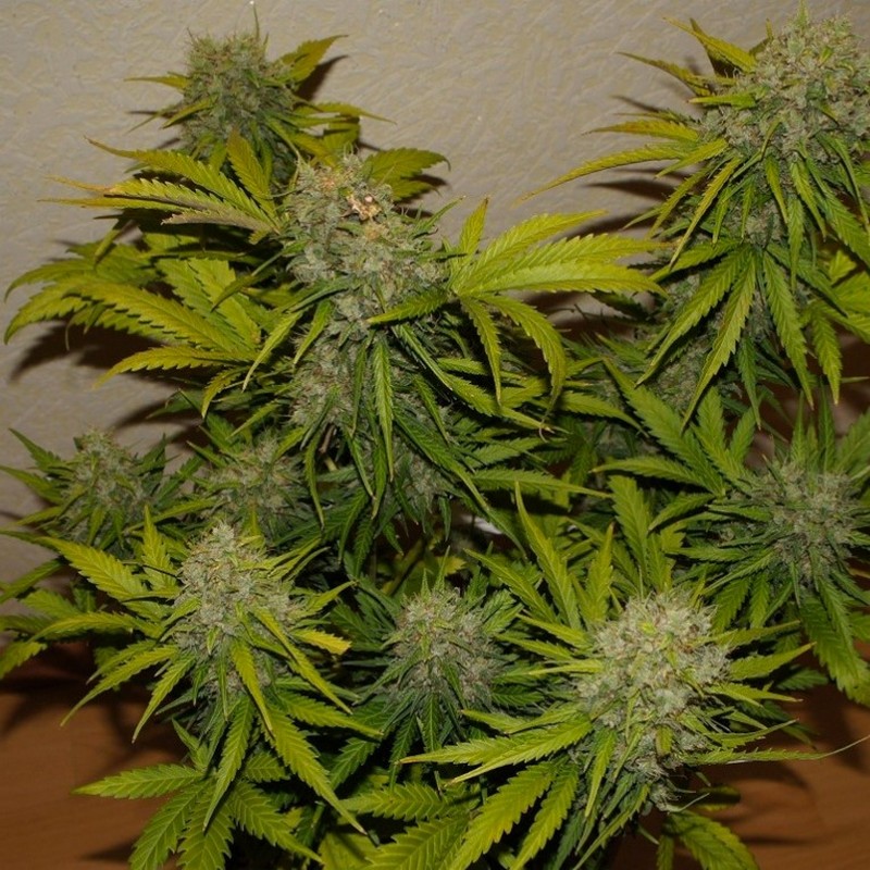 Grapefruit - Autoflowering