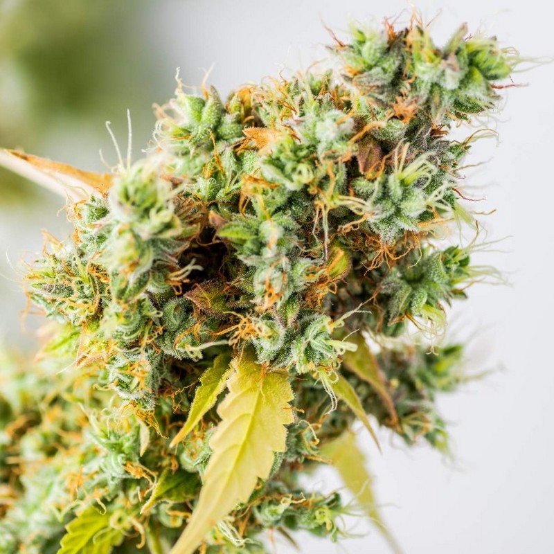 Grapefruit - Autoflowering