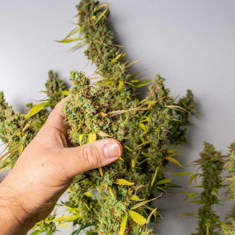 Grapefruit - Autoflowering