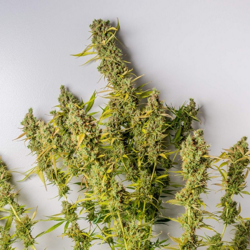 Grapefruit - Autoflowering