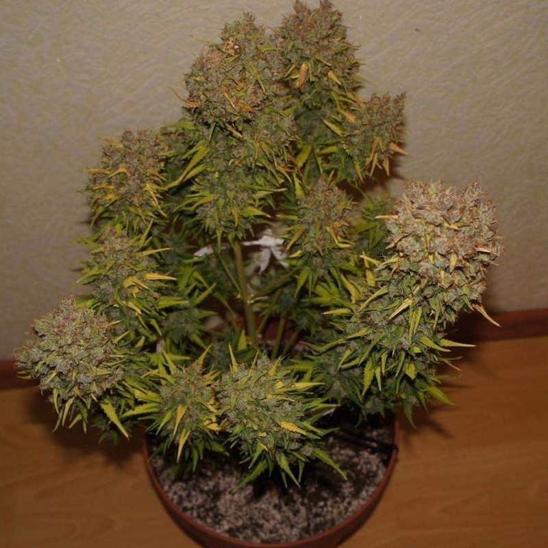 Grapefruit - Autoflowering