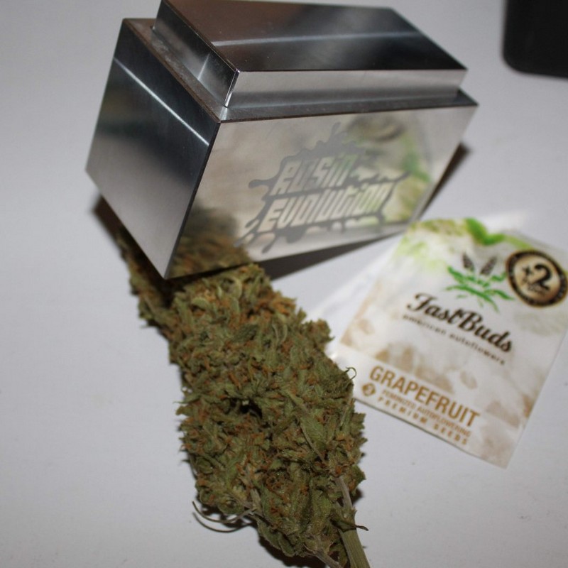 Grapefruit - Autoflowering