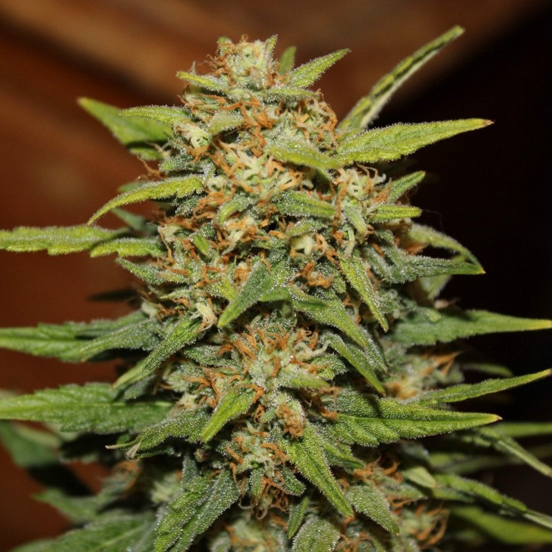 Grapefruit - Autoflowering