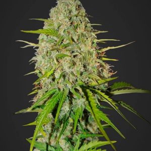 Grapefruit - Autoflowering