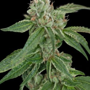 Crockett's Confidential