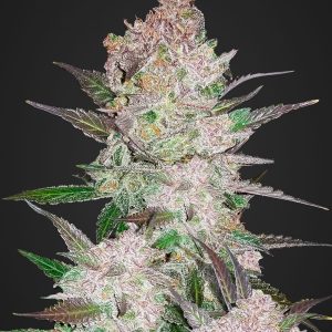 Cream Cookies- Autoflowering