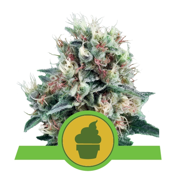 Royal Creamatic - Autoflowering