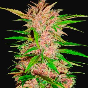 Fastberry - Autoflowering