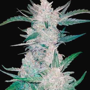 Mexican Airlines - Autoflowering