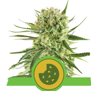 Royal Cookies Automatic