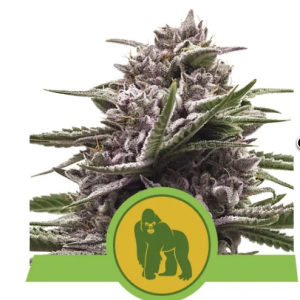 Royal Gorilla Automatic