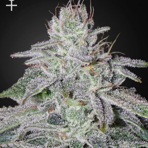 Franco's Lemon Cheese