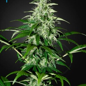 Kalashnikova Automatic