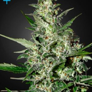 Super Critical - Autoflowering