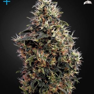 Sweet Mango Automatic