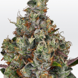 rainbow-road-paradise