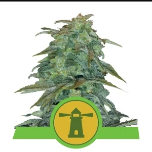 royal-haze-automatic