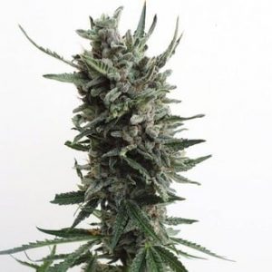 th-seeds-Auto-critical-hog