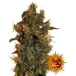 vrste konoplje - 8 ball kush