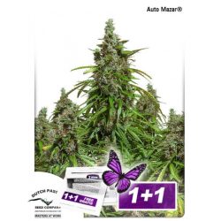 Vrste marihuane - Auto Mazar
