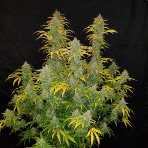 vrste marihuane blue dream