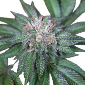 Vrste marihuane - Master Kush