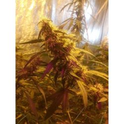 Vrste marihuane - Super Silver Haze