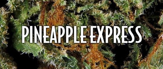 Vrste marihuane - Pineapple Express