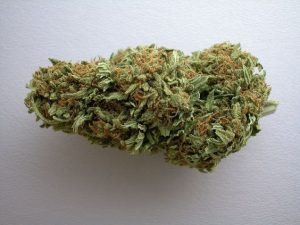 Vrste marihuane - Big Bud