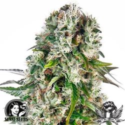 Vrste marihuane - Big Bud