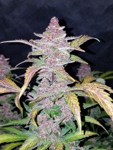 Vrste marihuane - Blackberry Autoflowering