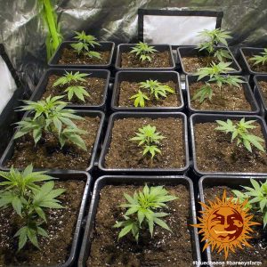 Vrste marihuane - Blue Cheese