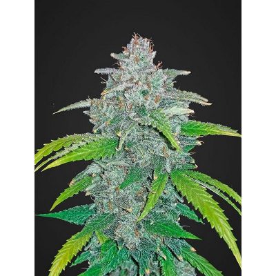 vrste marihuane blue dream