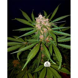 Vrste marihuane - C4 Autoflovering