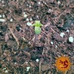 Vrste marihuane - Chronic Thunder