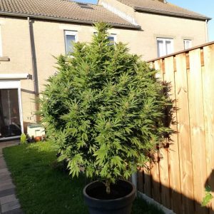 Vrste marihuane - Durban Poison