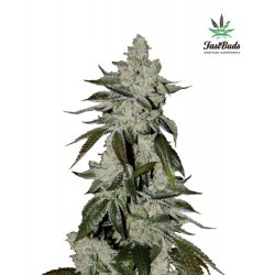 Vrste marihuane - Girl Scout Cookies Auto